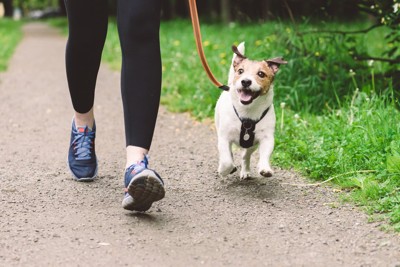 飼い主と散歩する犬