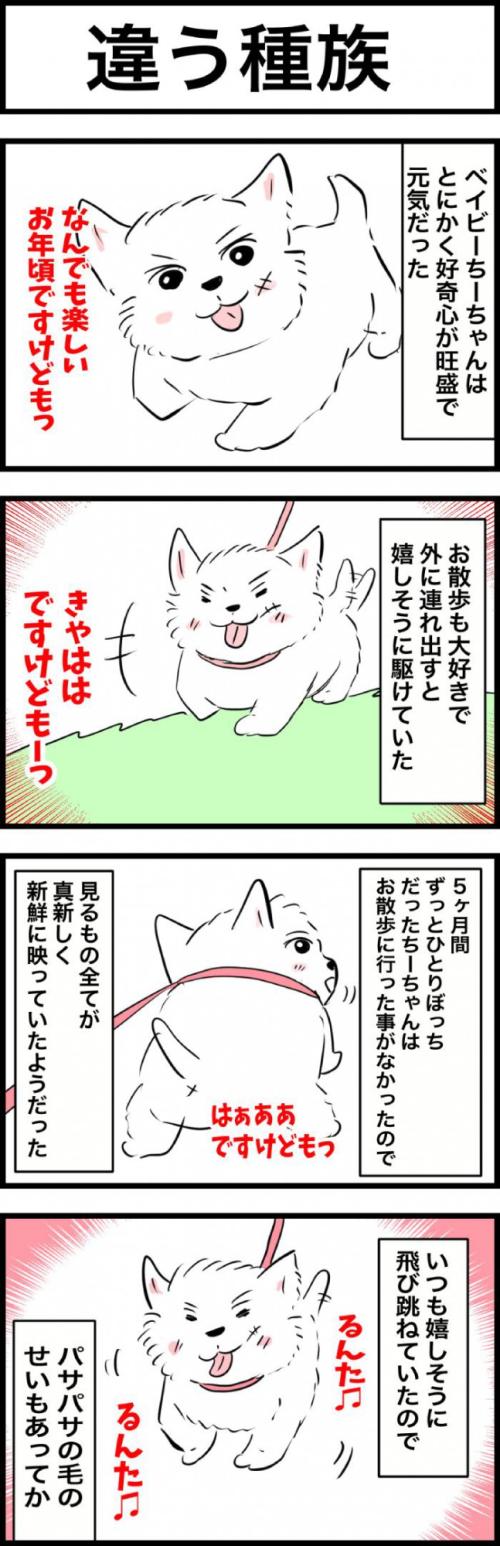 ちーちゃんですけどもっ【第319話】　1
