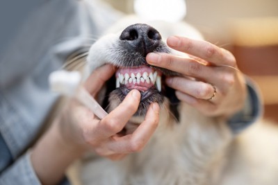 犬の前歯、唇をめくる