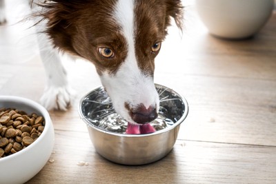 食事中に水を飲む犬