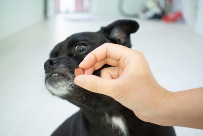 おやつを拒否する犬