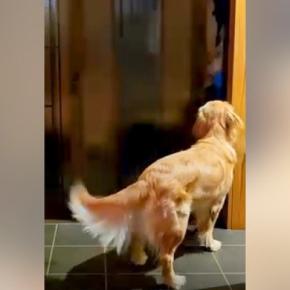 疲れきって帰宅→家のドアを開けると、大型犬が…思わず泣けてしまう『愛に満ちたお出迎え』が53万再生「疲れも吹き飛ぶ可愛さ」「癒やし」