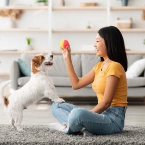 犬が飼い主を遊びに誘っているときのサイン3つ　愛犬からの要求に応えるために知っておきたいこと