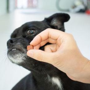 『頑固な犬』の特徴・共通点6選　こだわりが強すぎるワンコがみせる態度や行動まで