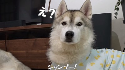 お兄ちゃんのフィンくん