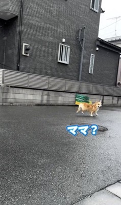 ママ発見！！
