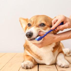 犬の『歯磨き』やりすぎはNG？知っておくべき3つのことから正しい方法まで