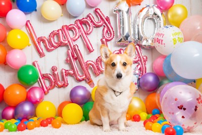 誕生日の記念撮影をするコーギー