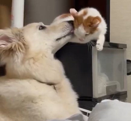 相思相愛な『大型犬と猫』→何気なく撮影したら…あまりにも尊い『デレデレなやり取り』が122万回表示の反響「なんて素敵な時間」「たまらん」