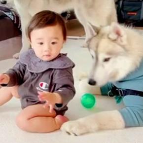 『赤ちゃんと大型犬3匹』が一緒に過ごした結果…まるで保育士?あまりにも微笑ましい行動に絶賛の声「とっても優しい」「羨ましすぎる」