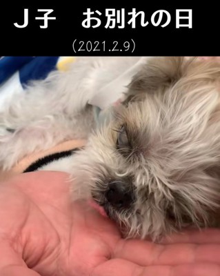 Ｊ子ちゃんとのお別れ