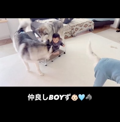 わちゃわちゃ