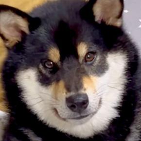 散歩拒否した犬をお迎えに→帰宅後、ご飯を食べたあとに…もはや王様?『とんでもない態度のデカさ』が185万再生「肘ww」「喧嘩売ってて草」