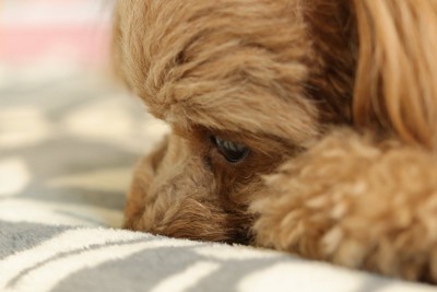 顔を伏せる犬