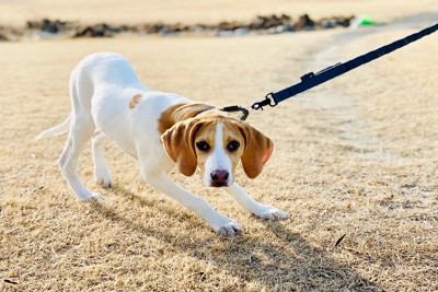 リードを引っ張っている犬