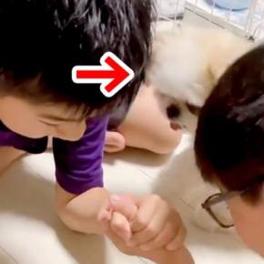 腕相撲をする2人の男の子→『喧嘩をしてる！』と犬が勘違いした結果…とんでもなく優しい『まさかの行動』が14万再生「守ろうとしてる」と反響