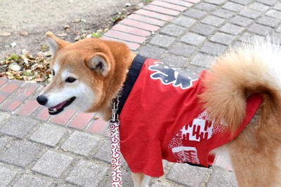 法被を着ている柴犬