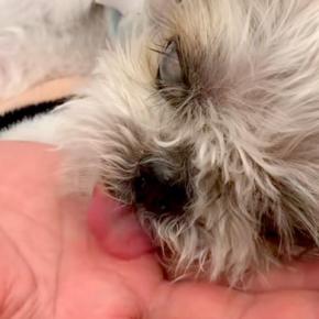 18年生きた老犬→心音が途絶えてしまい…涙が止まらない『お別れの日の一部始終』に感動「号泣した」「最後まで愛情与えてくれたね」と6万再生