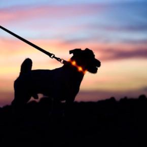 犬との『夏散歩』に必要な準備4つ　厳しい暑さから愛犬を守るための対処法とは
