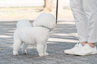 立ち止まって振り向く白い犬