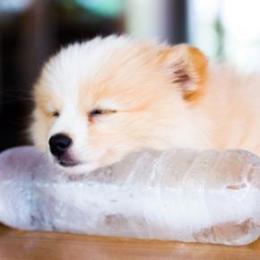 『熱中症』の犬への絶対NG行為6選　飼い主の勘違いで症状が酷くなってしまうことも…