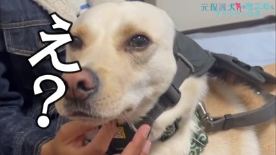 竜之助くんが代わりに！