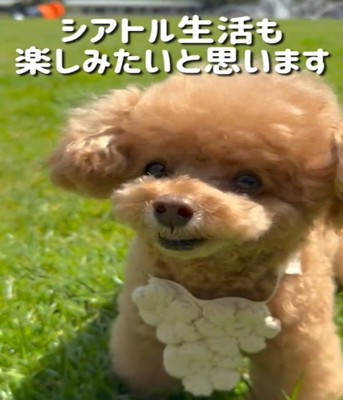 アップの犬