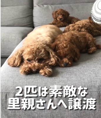 ソファに寝そべる犬たち