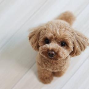 犬が飼い主に『抱っこ』をおねだりしているサイン4選 愛犬からの要求にすべき正しい対応とは?