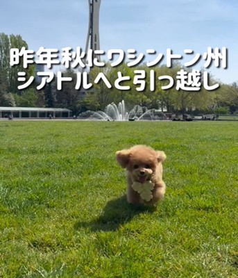 芝生を走る犬