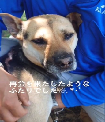 犬のアップ2