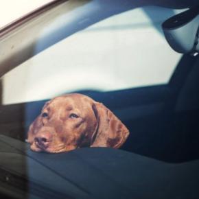 愛犬を危険に晒す『飼い主のNG行動』５つ　命に関わるトラブルを防ぐために注意すべきこととは