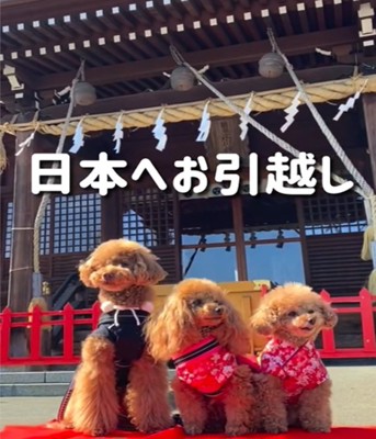 3匹の犬たち1