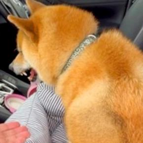 パパの抱っこが大嫌いな犬→強制的に持ち上げると…もはや別犬？まさかの『態度が豹変する光景』が346万再生「大好きやないかいｗ」「いい顔」