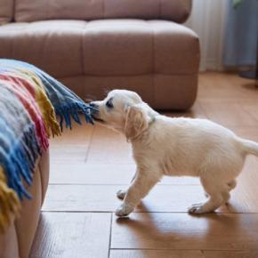 犬にも『反抗期』が存在するの？愛犬が見せる5つのサインから適切な接し方まで解説