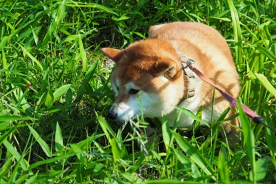 草むらの犬