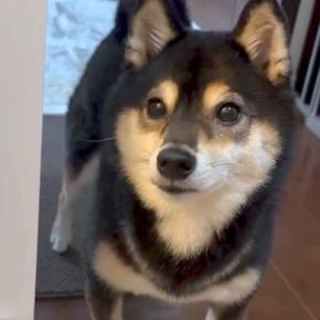 お風呂をのぞきに来た犬→『一緒に入るよ』と伝えた結果…まさかの『コントのような反応』が73万再生「表情がww」「お風呂キライなの伝わる」