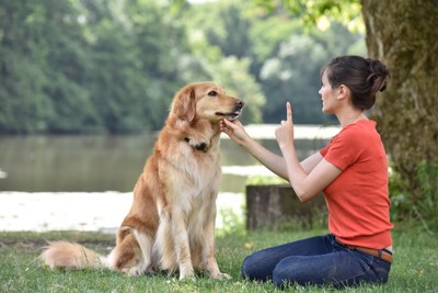 しつけ中の犬