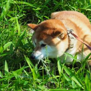 犬に危険な『ノギ』とは?散歩中に注意すべき場所や接触しないための対策まで