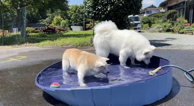 サモエド
