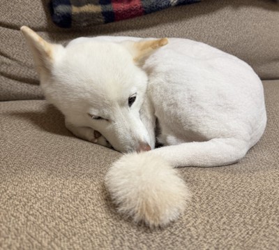 サマーカット