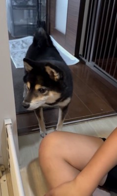 「どしたん？」