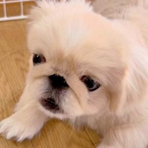 夏休み、リコーダーの練習をする女の子→音色を聴いた犬が突然…一生懸命すぎる『まさかの反応』に絶賛の声「一緒に歌ってるｗ」「めちゃ可愛い」