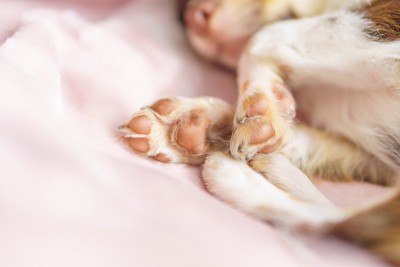寝ている足の犬