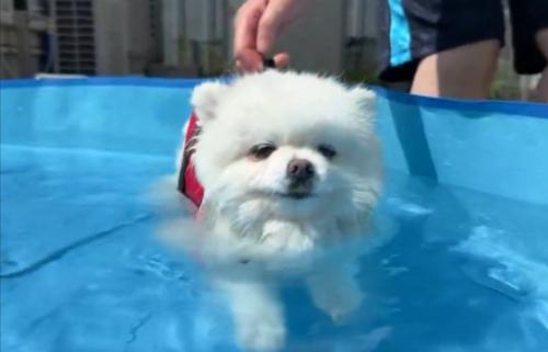 虚無すぎる