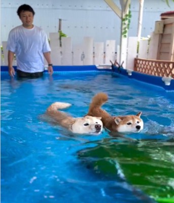 泳ぐ2匹の犬3
