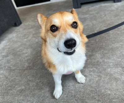 可愛すぎる