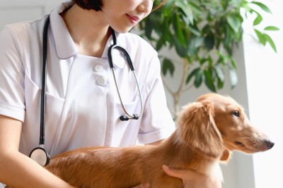 獣医師と犬