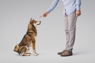 指示を出されている犬