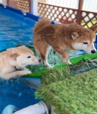 2匹の犬